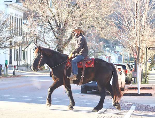 experienced-percheron-horse