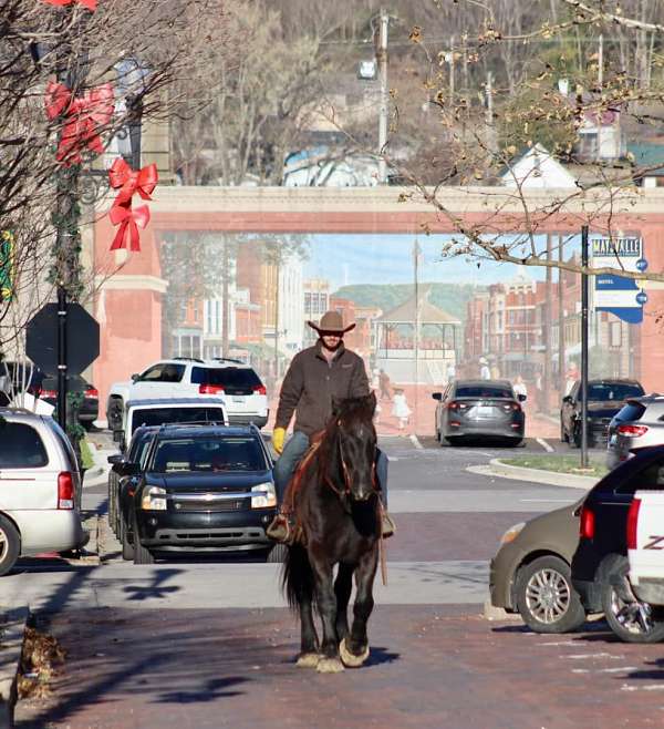 flashy-percheron-horse