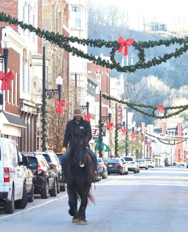 husband-safe-percheron-horse