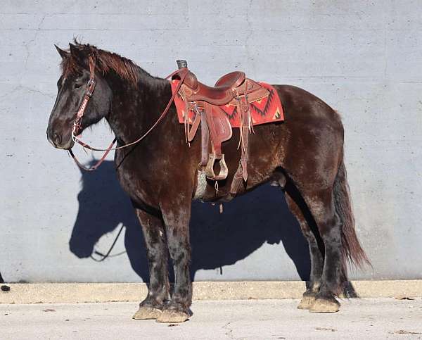 kid-safe-percheron-horse