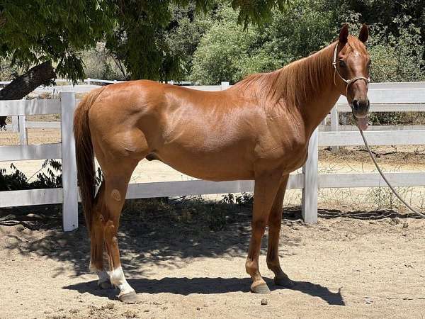 therapy-trail-thoroughbred-horse