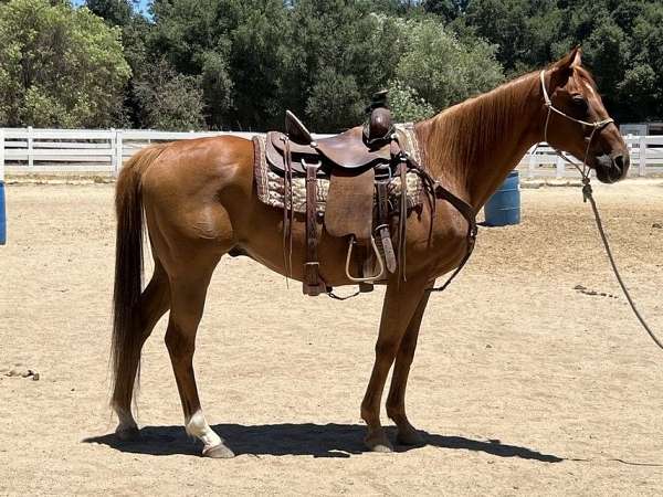 maverick-thoroughbred-horse