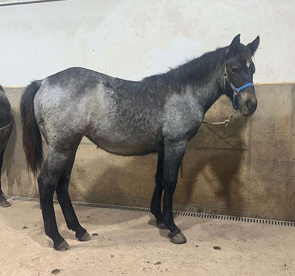 blue-roan-quarter-filly