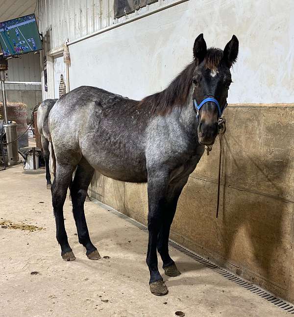 percheron-mare-filly