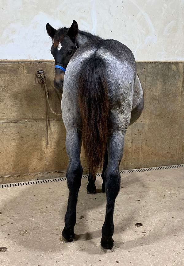 blue-roan-quarter-horse