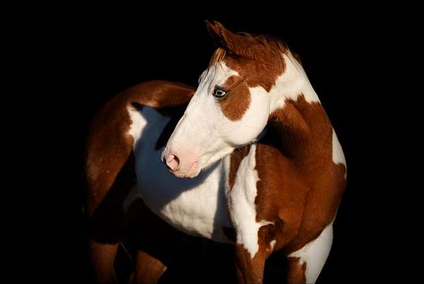 chestnut-overo-bald-face-horse