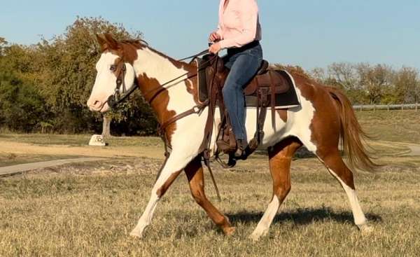 beginner-quarter-horse