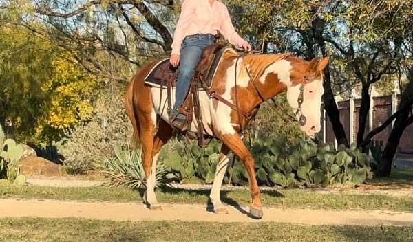 husband-safe-quarter-horse