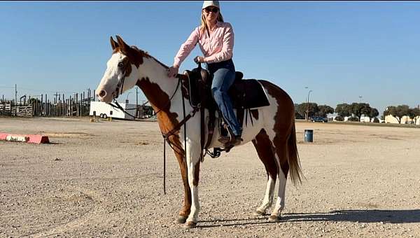 ranch-quarter-horse