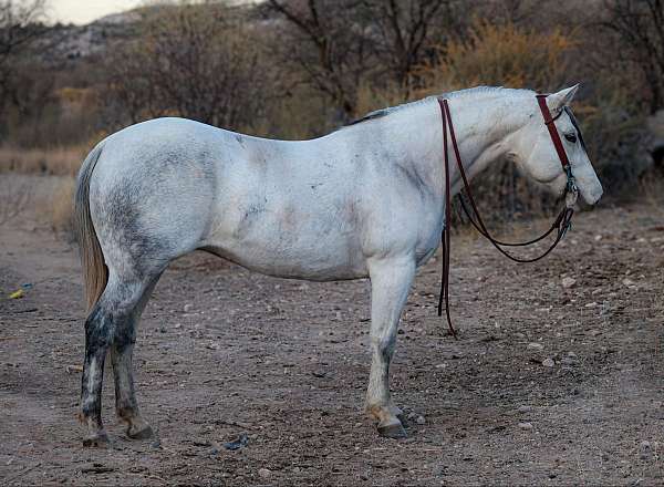 grey-none-horse