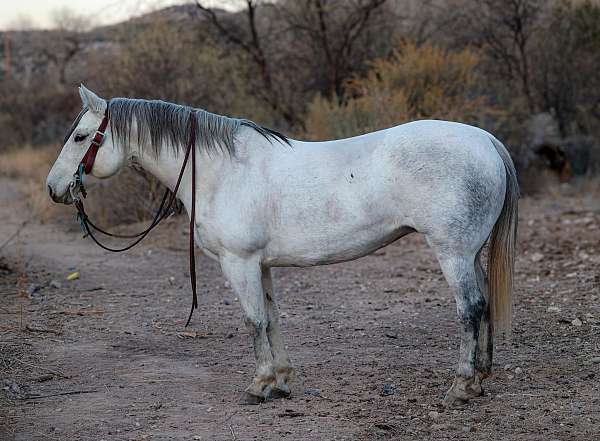 ranch-work-quarter-horse