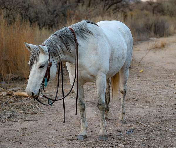 beginner-safe-quarter-horse