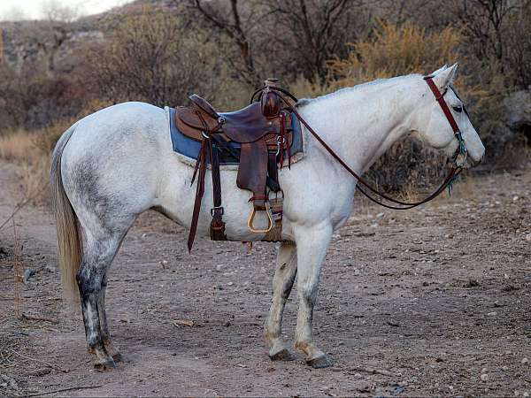 family-horse-quarter