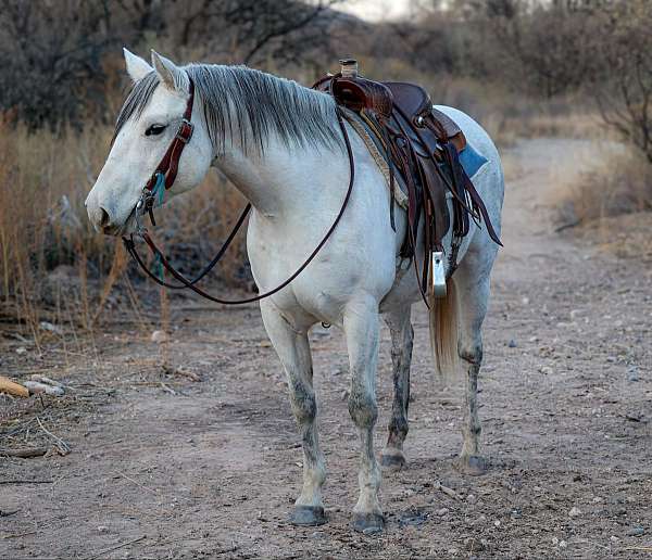 all-around-quarter-horse