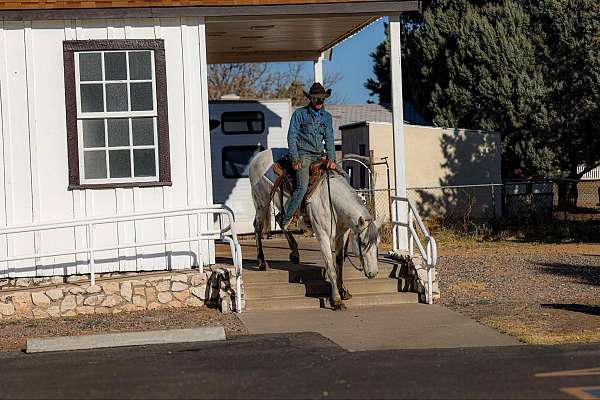 athletic-quarter-horse