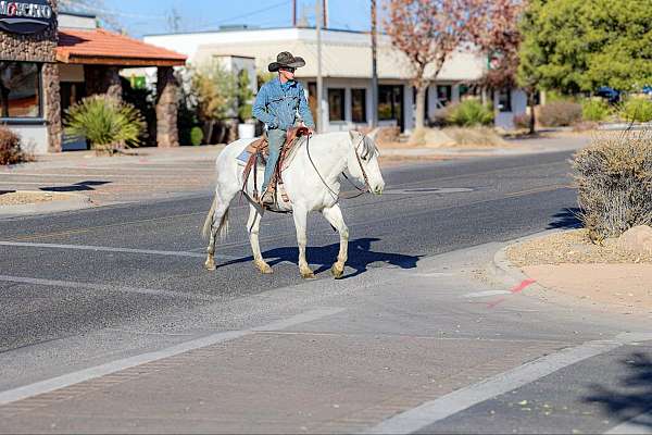 experienced-quarter-horse