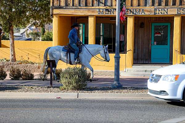 husband-safe-quarter-horse