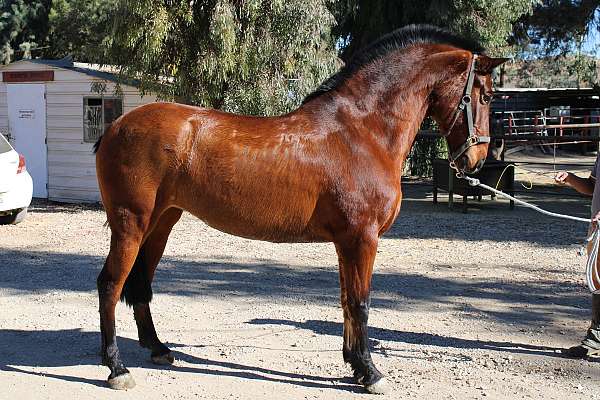 broodmare-andalusian-horse