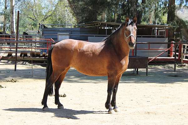 due-to-foal-andalusian-horse