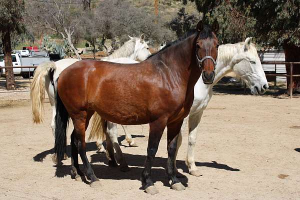 don-divo-mare