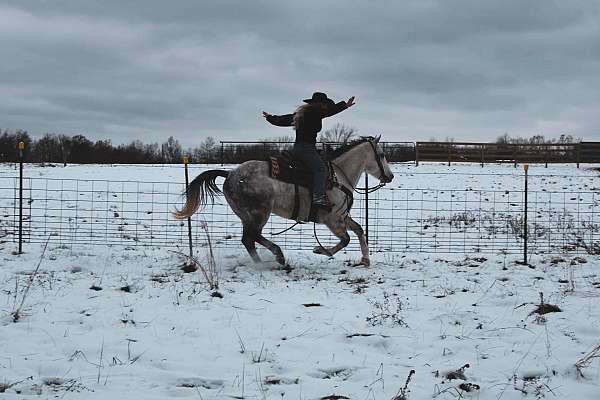 ranch-work-quarter-horse