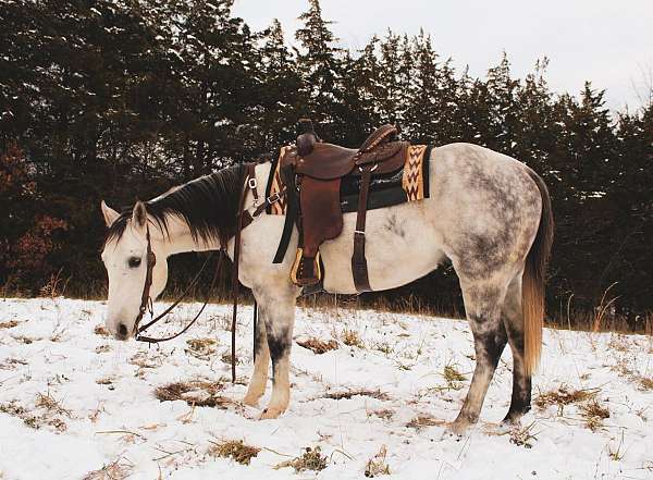 family-horse-quarter