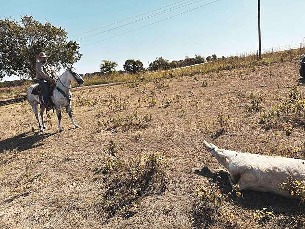 beginner-quarter-horse