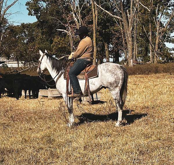 husband-safe-quarter-horse