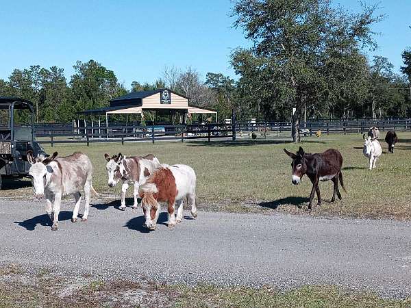 brown-donkey-miniature-foal