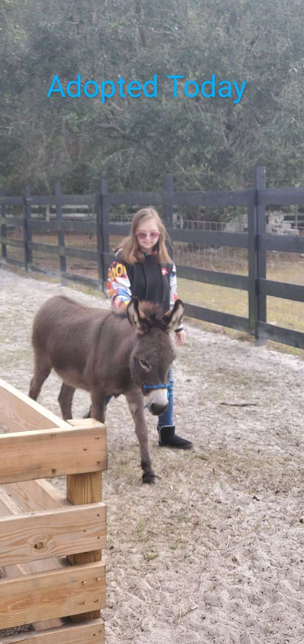 chestnut-donkey-miniature-for-sale