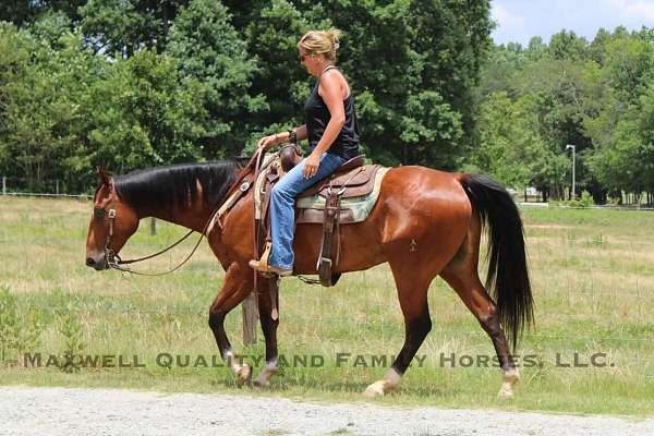 beginner-safe-quarter-horse