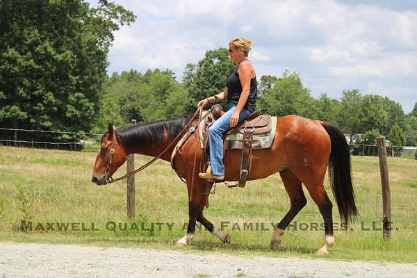 family-horse-quarter