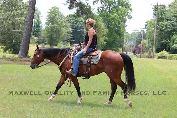 trail-quarter-horse