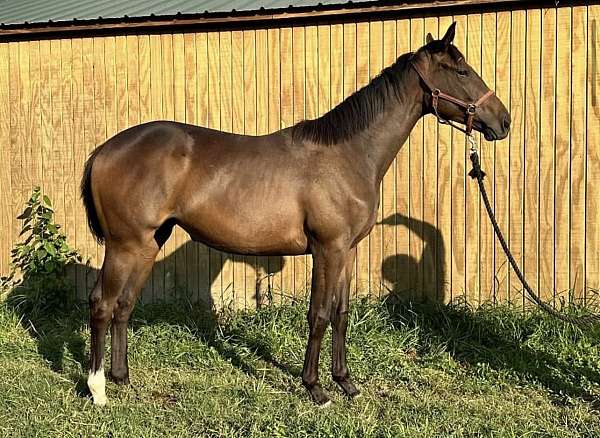 star-stripe-snip-hind-sock-horse