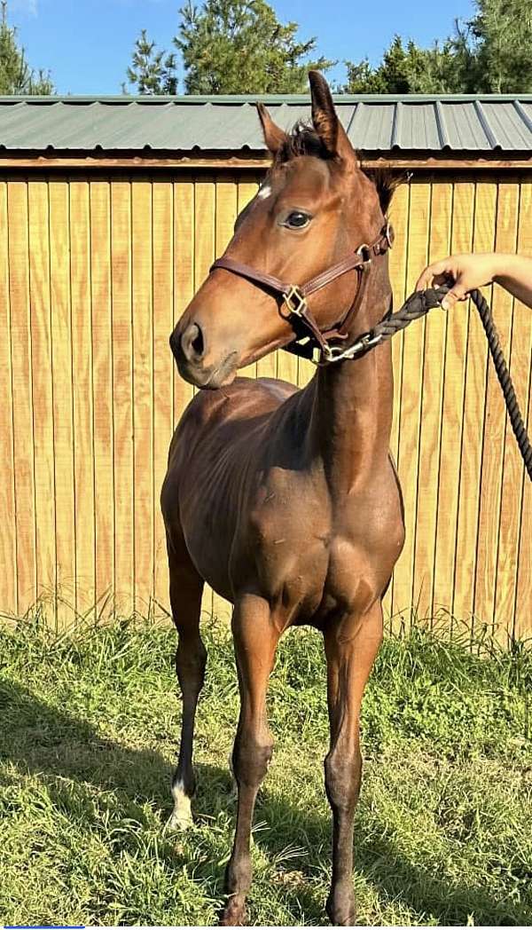 stud-colt-thoroughbred-horse