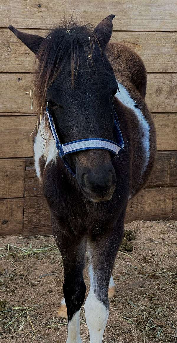 blue-eyed-pony