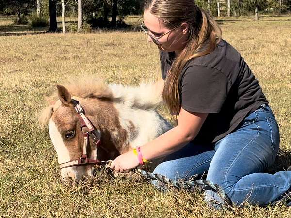 beginner-safe-kid-pony