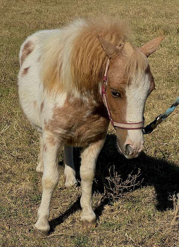 cart-pony