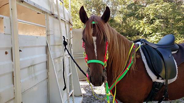 peruvian-paso-mare