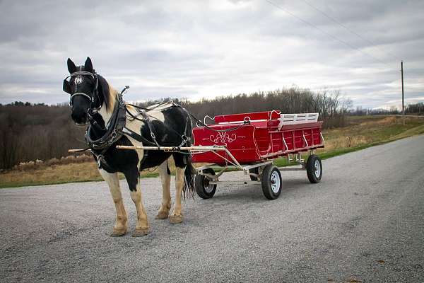 beginner-draft-horse