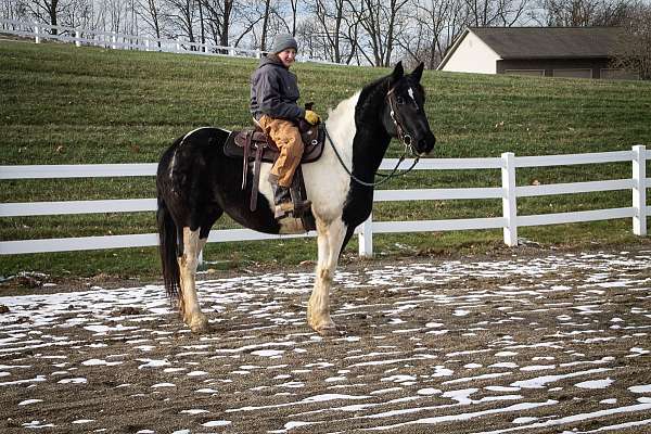 draft-horse