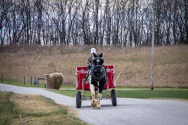 driving-draft-horse