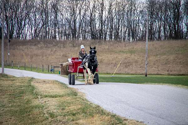 kid-safe-draft-horse