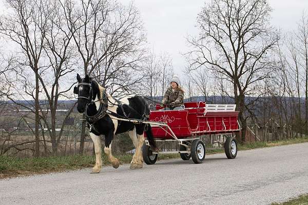 trail-draft-horse