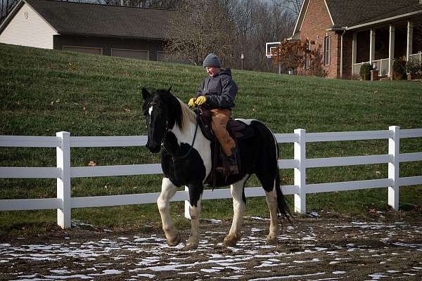 kid-safe-horse