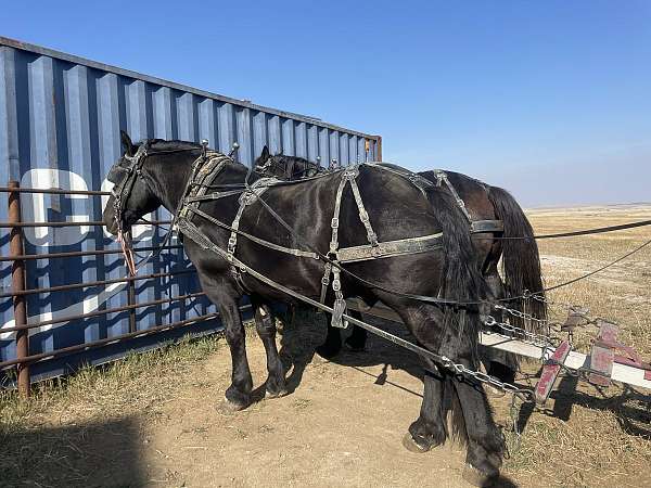 suffolk-percheron-horse