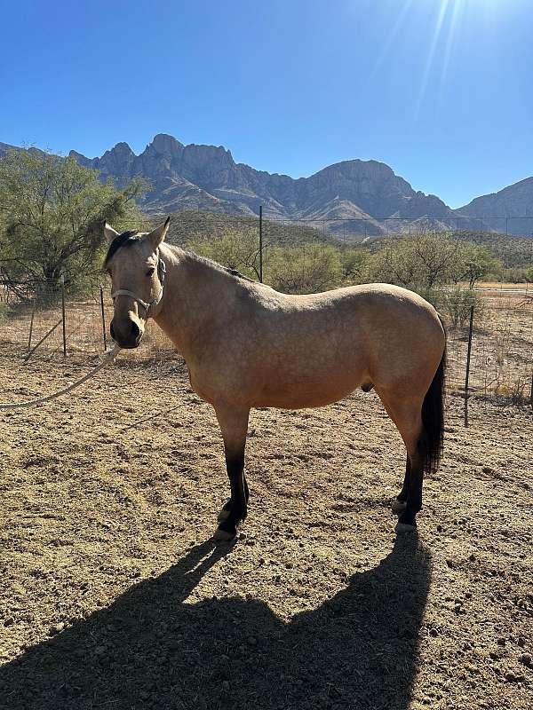 boy-quarter-horse