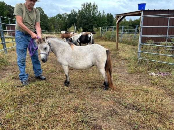 buckskin-breeding-double-registered-horse