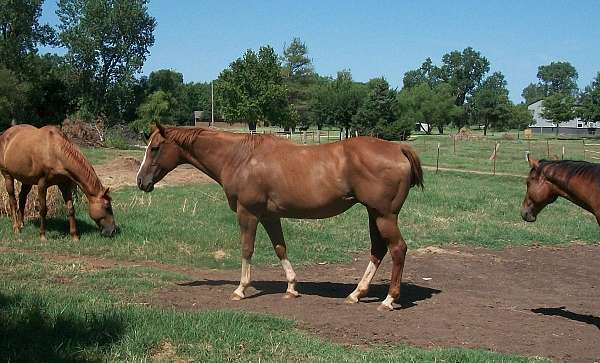 blaze-socks-horse