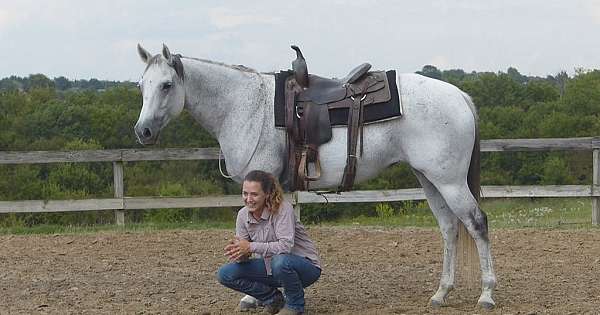 all-around-quarter-pony